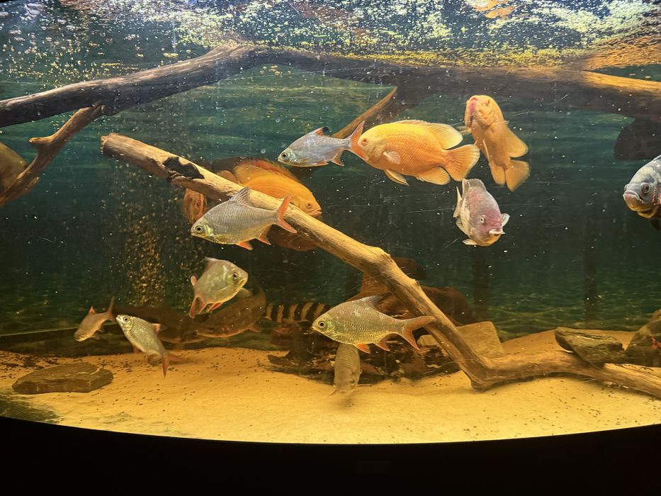 Sprzedam brzanki olbrzymie