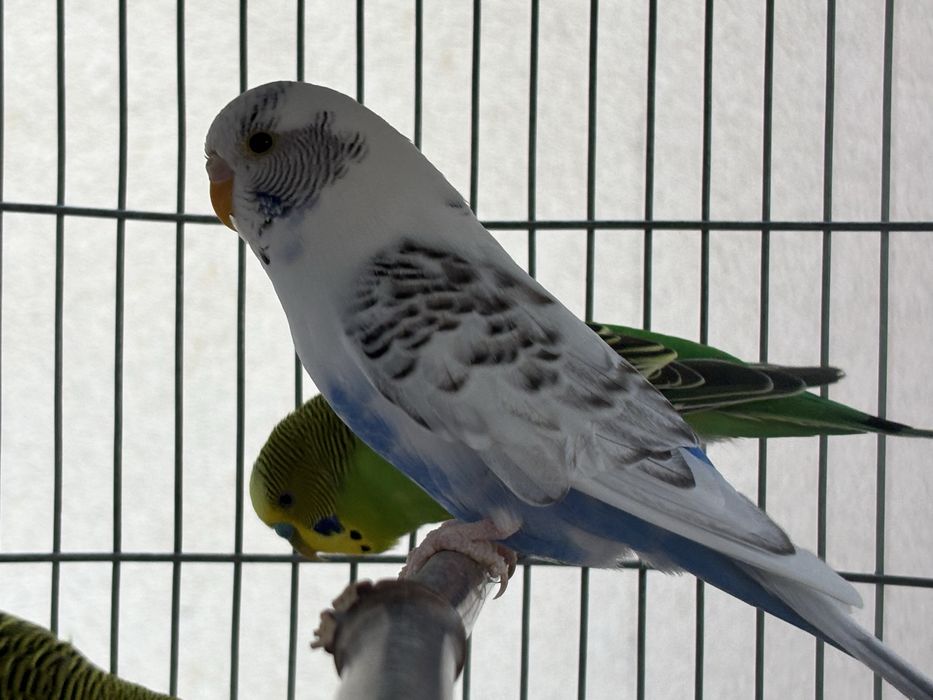 Casal de piriquitos australianos adultos c/ gaiola