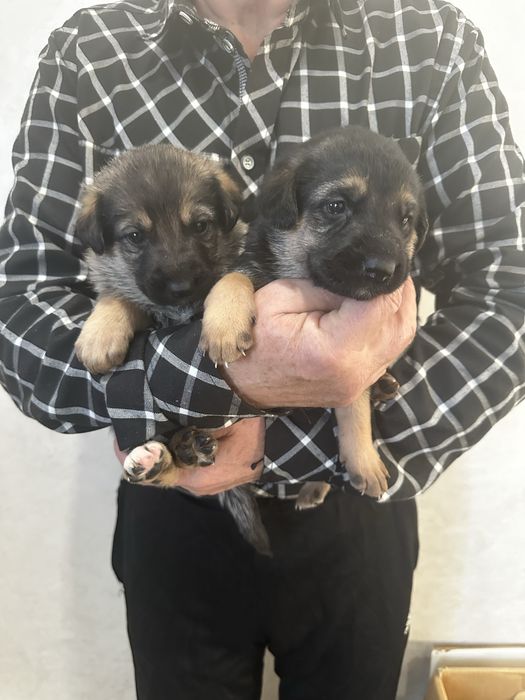 Цуценята німецької вівчарки короткошерсті