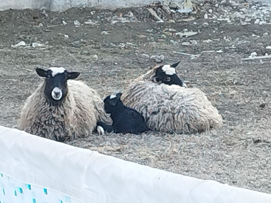 Вівці Ягнята Баран Романівська