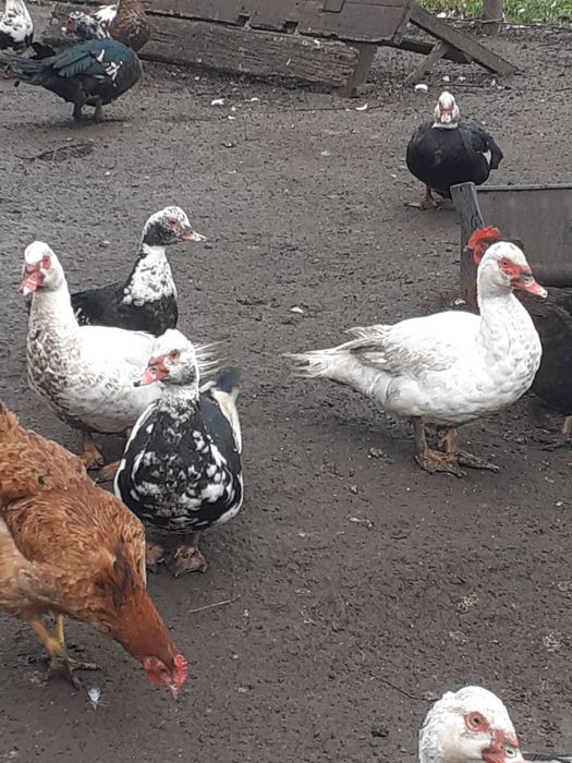 Продам утят шипунів