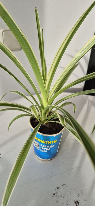 Хлорофитум очиститель воздуха, хлорофітум очищувач повітря, Хлорофітум