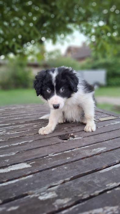 Border Collie ur 5.07.2026