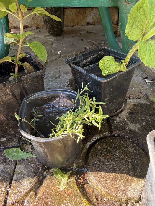 Мята шоколадна олх доставка та апельсинова, чебрець