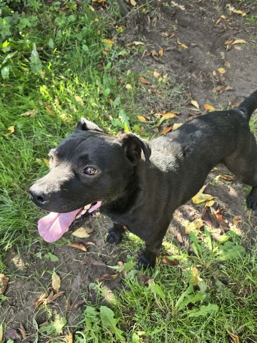 Dwa pieski jak bracia do adopcji po śmierci właściciela