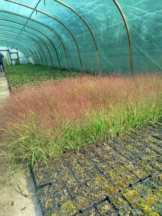 Trawa Miłka Okazała.. Eragrostis spectabilis