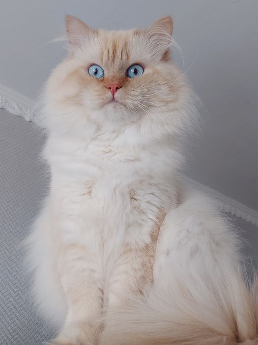 Котенятка Регдол Ragdoll