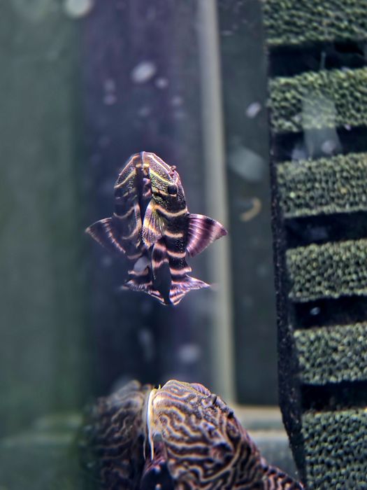 Zbrojnik L204 (Panaqolus albivermis)