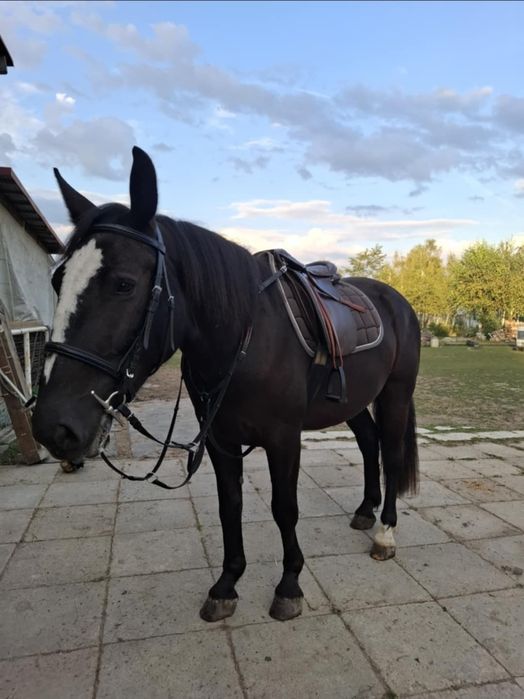 Koń 3-letni na sprzedaż