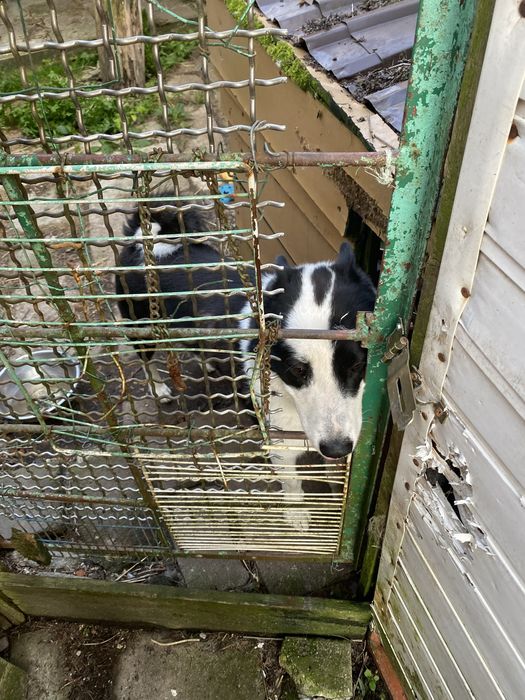 Oddam łajke syberyjską