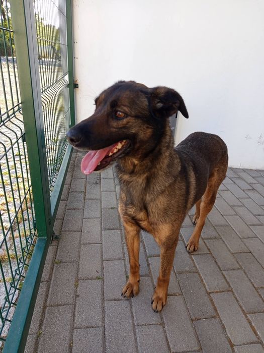 Cadelinha para adopção responsável