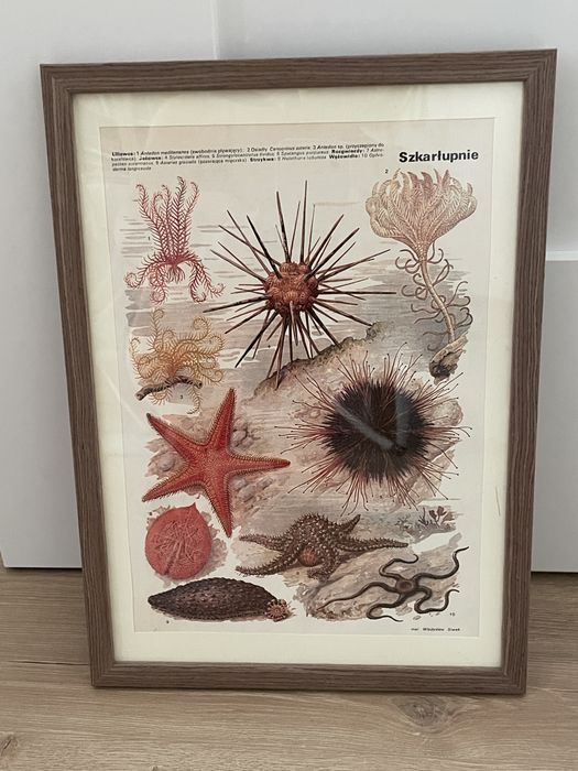 Szkarłupnie stara  grafika