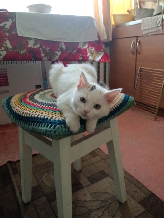 Отдам кошечку 6 мес