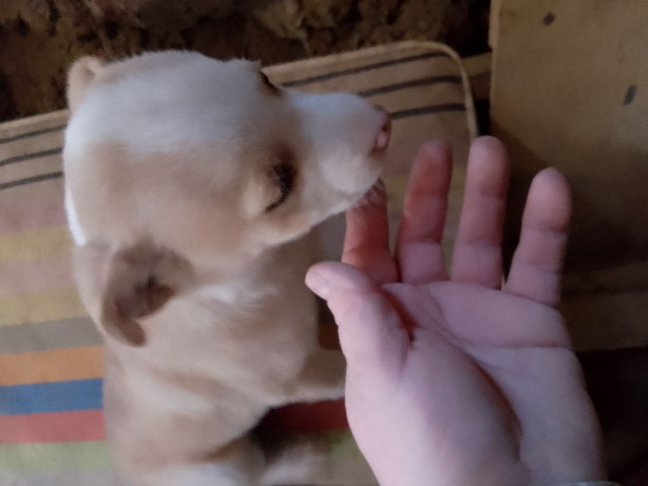 Щенки,два гладкошерстных