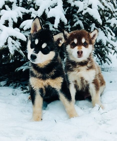 Сибирский хаски щенки