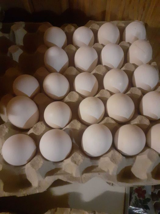 Бірківська барвиста інкубаційні яйця курей.