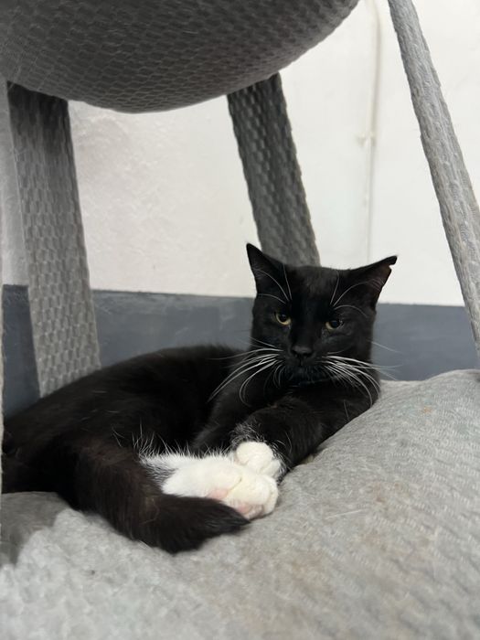 Kokosanka 9 miesieczna kotka