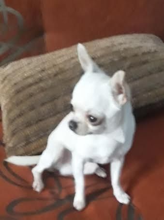 Chihuahua pręgowany błękitno-płowy