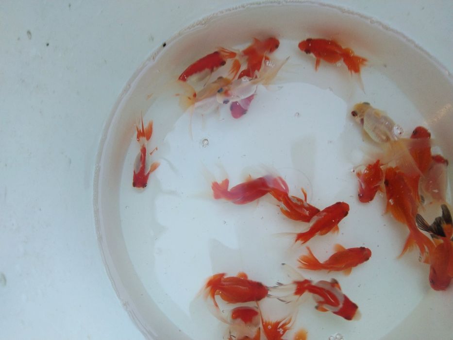 Narybek amur Węgorz karp lin sandacz