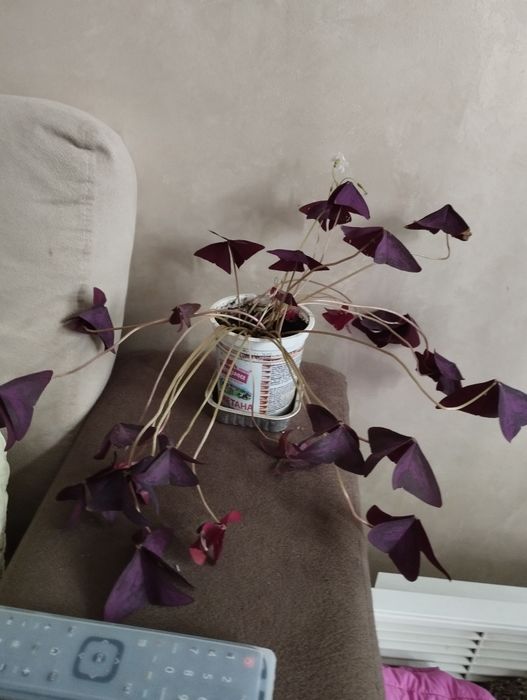 Трилисник (оксаліс)