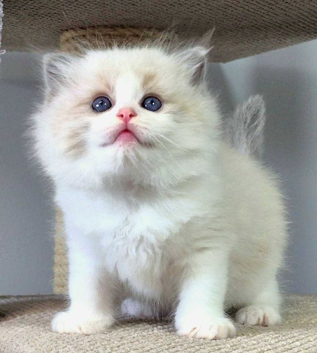 Ragdoll Kocurek Niebieski bikolor z rodowodem