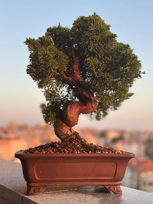 Bonsai Juniperus Itoigawa, 27 anos, do Japão
