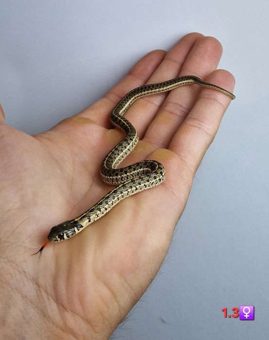 Thamnophis marcianus - Pończoszk młode samce I samiczki