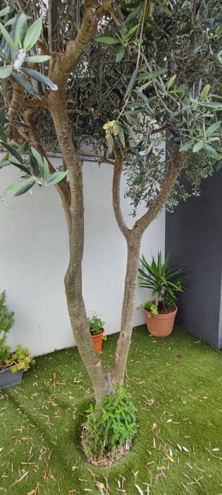 Oliveira (mansa)  5anos