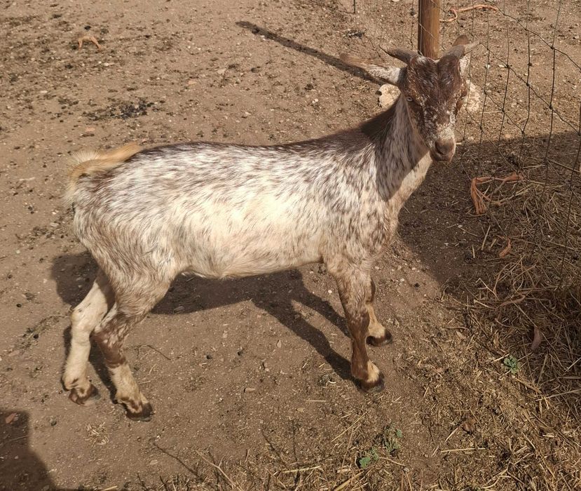 Cabrito  Florido