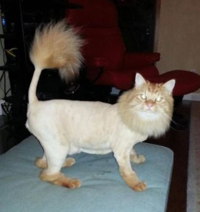 Стрижка котов  и кошек