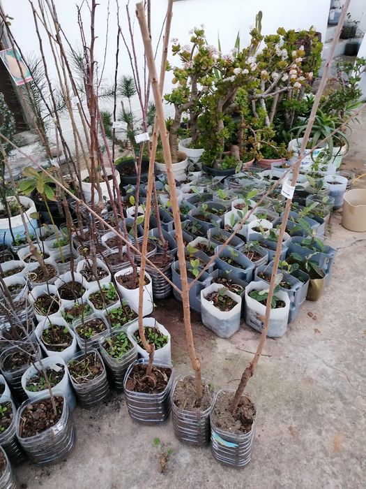 Árvores de fruto de excelência