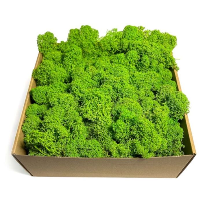 Mech chrobotek stabilizowany