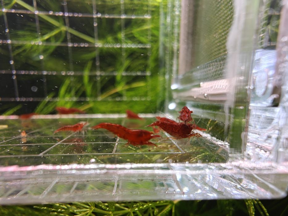 Krewetki Neocaridina Bloody Mary OE