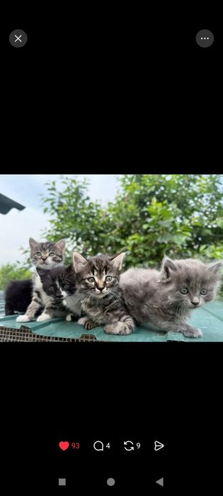 Отдам котят в хорошие руки. Четыре девочки .