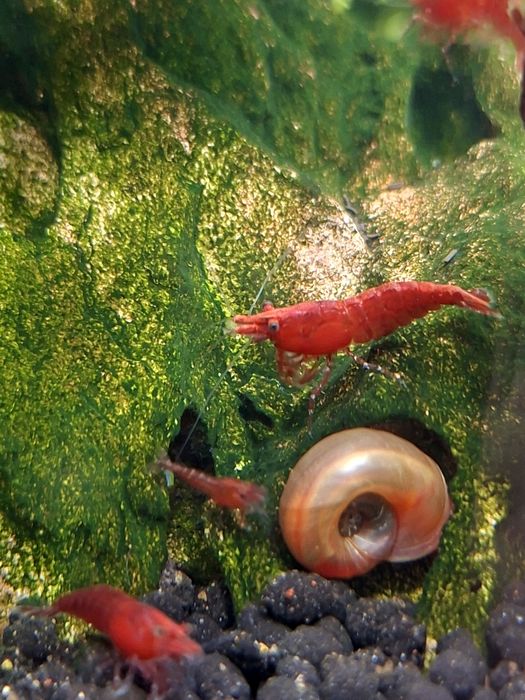 Camarões Neocaridina  Fire Red