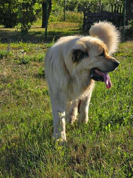 Łagodny, spokojny, Misiek do adopcji