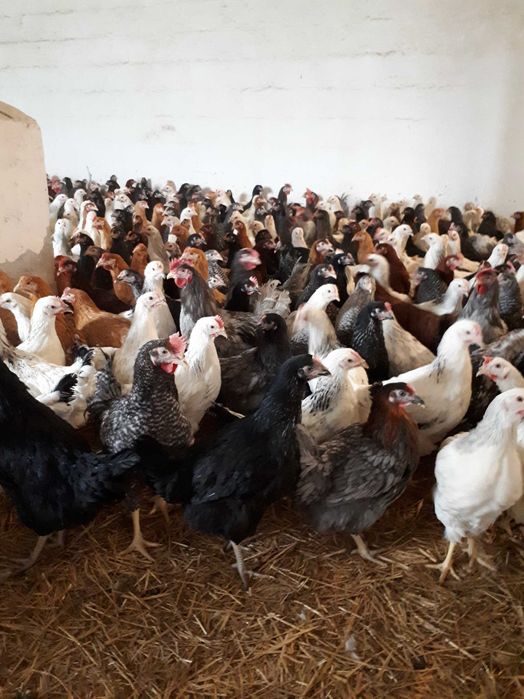 Kury nioski mlode z pierwszym jajkiem Rosa Messa Leghorn Sendy Lohmann