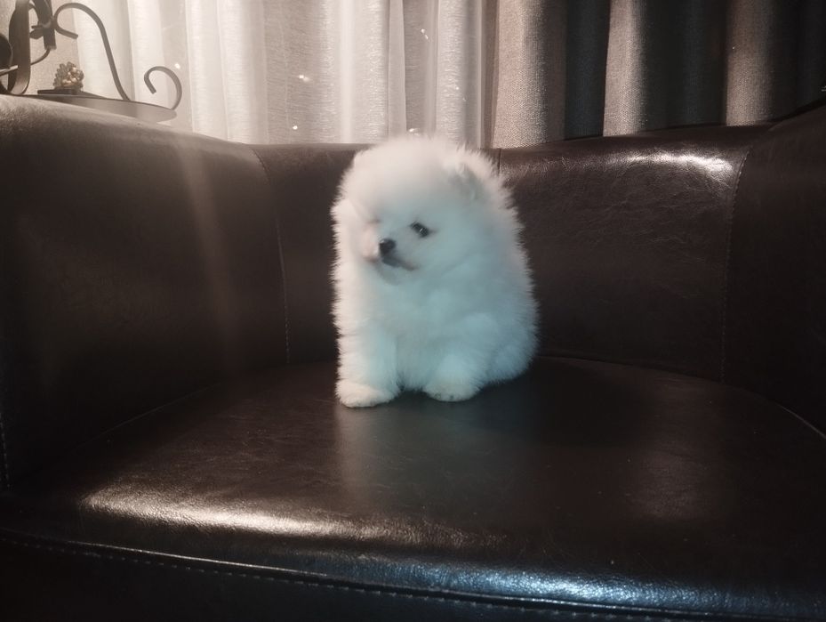 Spitz anão macho