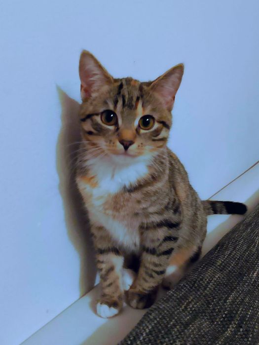 Piękna kotka szuka domu