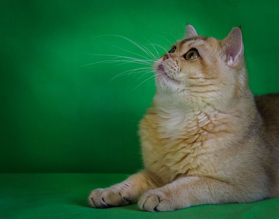 Кот на вязку золотая шиншила