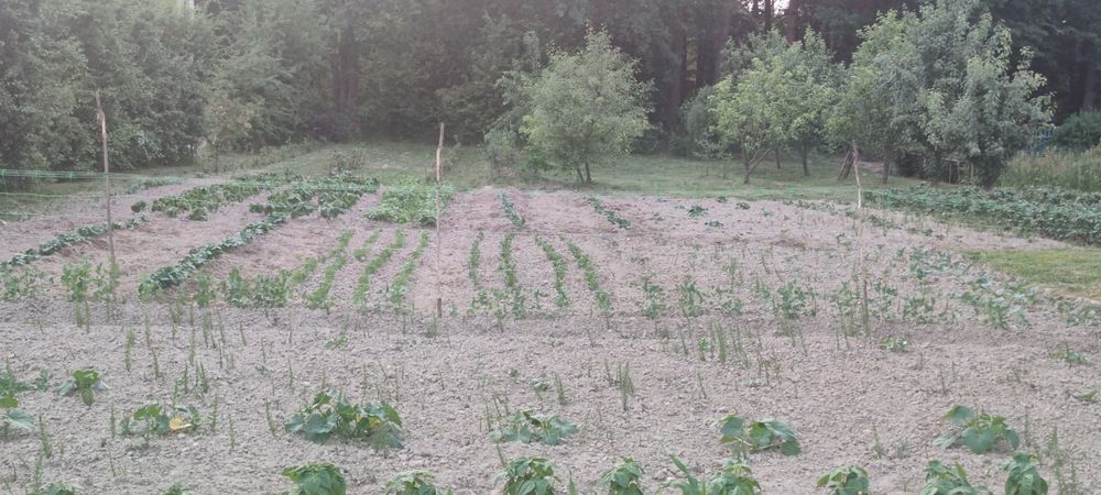 Воротнів. Ставок ЕНКО. Дачна ділянка на Воротнівському масиві 150 м від озера Енко під лісом