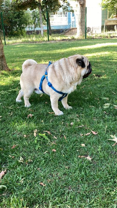 Вязка собак породы мопс