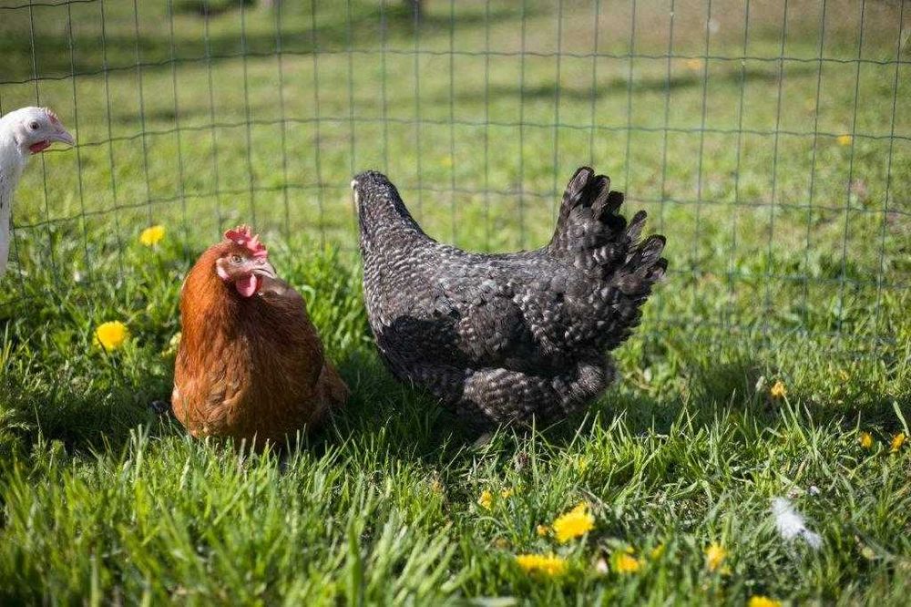 Kury kokoszki nioski Rosa kolorowa odchowana dostawa na miejsce Gratis