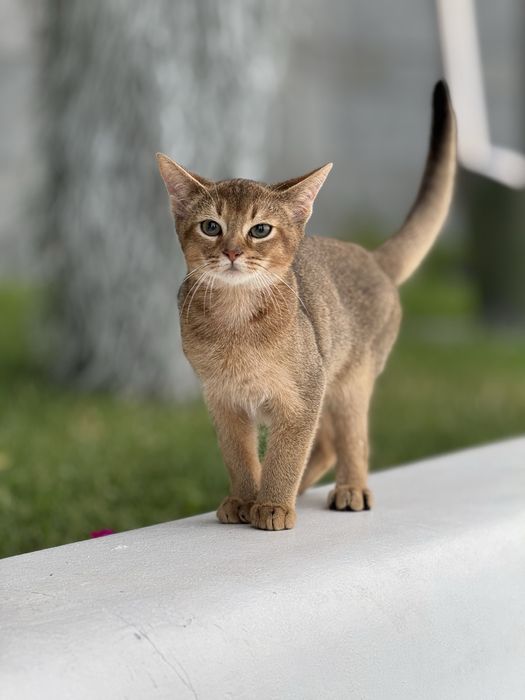 Милий та лагідний хлопчик Арчі