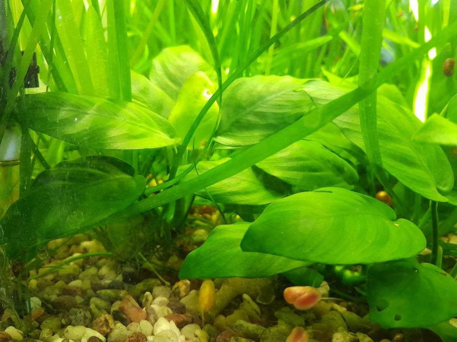 Анубіас нана - для акваріума