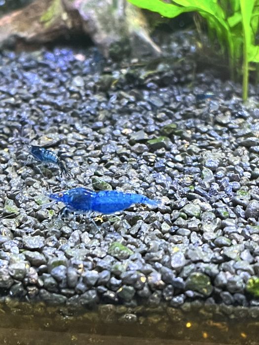 Krewetki Blue Velvet