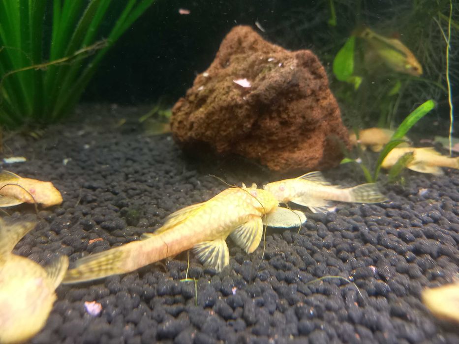 Zbrojnik glonojad albinos