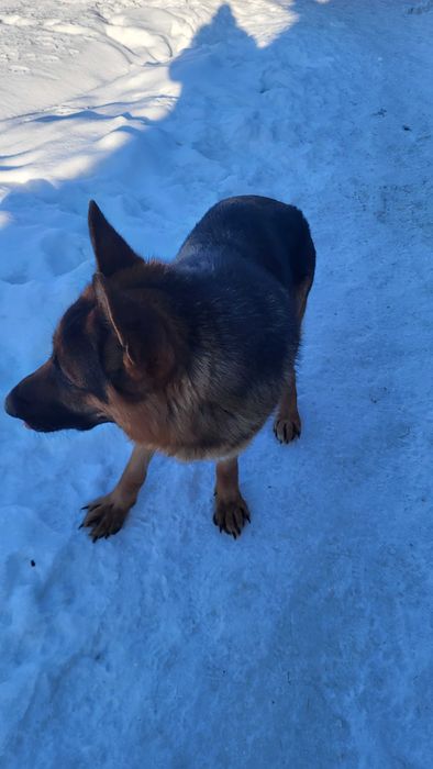 Продам  Цуценят Німецької Вівчарки