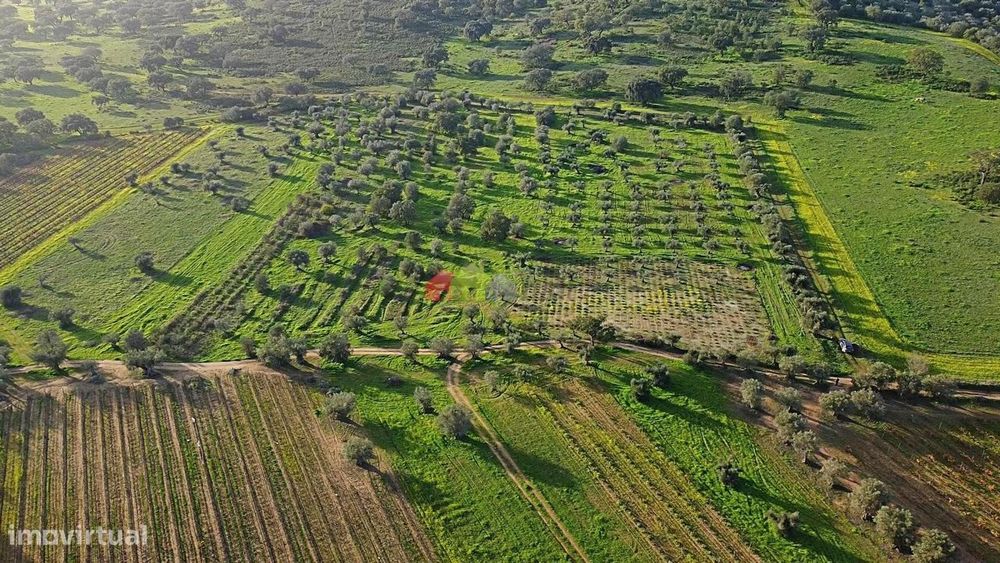 Olival com vinha centenária