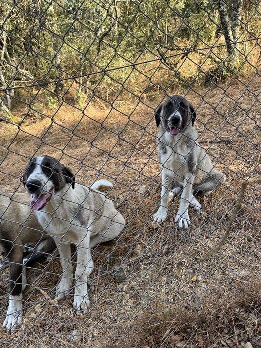 Cachorra porte grande Kangal